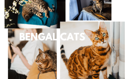 Everything You Need to Know About Adorable Bengal Cats