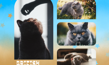 British Shorthair Cat– The Adventurous Companion