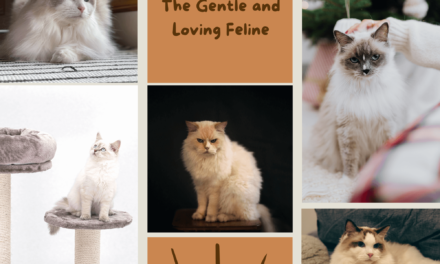 Everything You Need to Know About Ragdoll Cats – The Gentle and Loving Feline