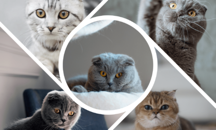 Discovering the Cuteness of the Scottish Fold Cat: Everything You Need to Know