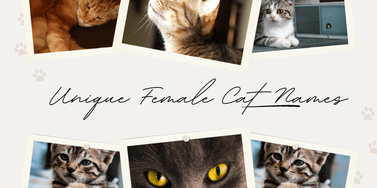 A Comprehensive Guide to Unique Female Cat Names