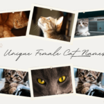 A Comprehensive Guide to Unique Female Cat Names