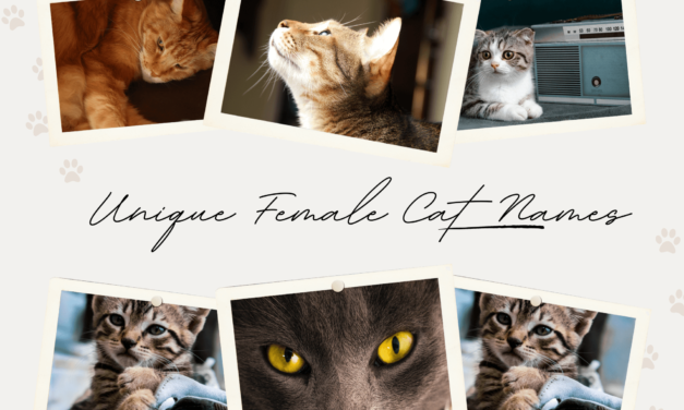 A Comprehensive Guide to Unique Female Cat Names