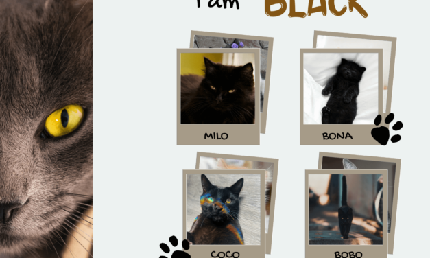 What cat breeds are black?