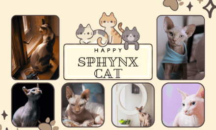 Sphynx Cat Breed