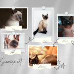 Siamese Cat – The Social Climber