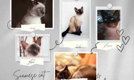 Siamese Cat – The Social Climber