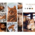 The Fascinating World of Orange Cat Breeds: A Comprehensive Guide