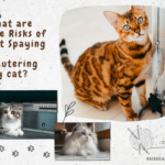 What are the Risks of not Spaying or Neutering My cat?