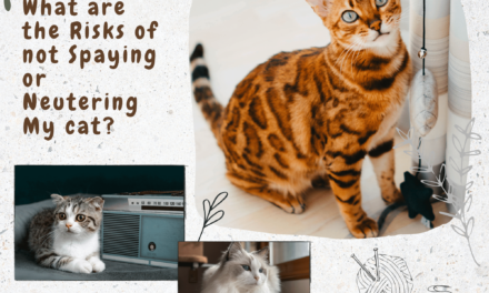 What are the Risks of not Spaying or Neutering My cat?